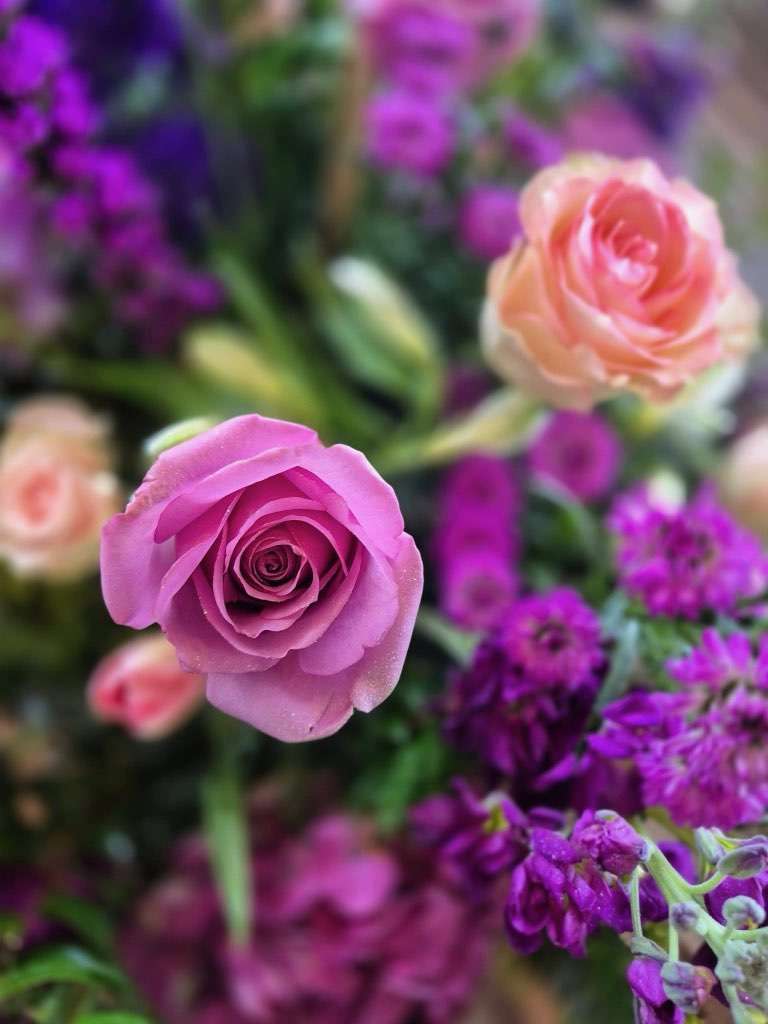 Close up of rose